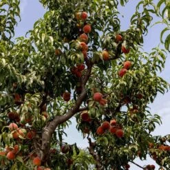 Avalon Pride Peach Tree 15 Avalon Pride Peach Tree -Plant Specialty Store AvalonPridematuretree1