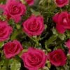 'Castle Avila' Patio Shrub Rose 2 'Castle Avila' Patio Shrub Rose -Plant Specialty Store Avila Castle Poulcas031 N