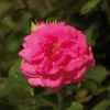 'Palace Truly Loved' Floribunda Rose -Plant Specialty Store Avila Palace Poulpal044 N