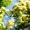 'Rosa Banksiae 'Lutea' | Rambling Rose -Plant Specialty Store Bank 1