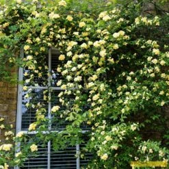 'Rosa Banksiae 'Lutea' | Rambling Rose 11 'Rosa Banksiae 'Lutea' | Rambling Rose -Plant Specialty Store Bank 3