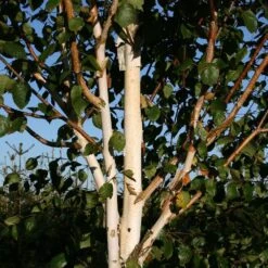 Himalayan Birch Tree | Betula Utilis Jacquemontii -Plant Specialty Store Betula Jacquemontii multistem