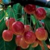 'Bigarreau Napoleon' Cherry Tree -Plant Specialty Store BigarreauNapoleon 1