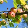 'Bountiful' Apple Tree -Plant Specialty Store Bountiful 1