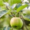 Bramley's Seedling Apple Tree -Plant Specialty Store Bramley