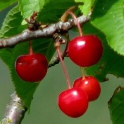'Burlat' Cherry Tree -Plant Specialty Store Burlat 2