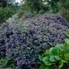 Ceanothus 'Puget Blue -Plant Specialty Store CLI0098 1