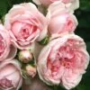 'Cinderella' Shrub Rose -Plant Specialty Store Cinderella01 25d75693 c5ca 4d53 a582 b8843f6eef5c