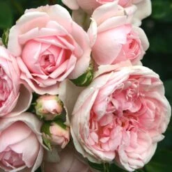 'Cinderella' Shrub Rose