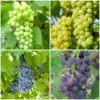 Grape Vines For Cold Areas Collection -Plant Specialty Store ColdAreasGrapes aa917d45 4a98 44b9 a6d8 b6b9da5884a3