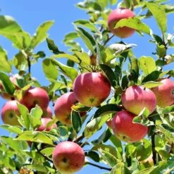 Dabinett Cider Apple Tree -Plant Specialty Store Dabinett 3