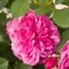 'Patio Hit Dafne' Patio Shrub Rose -Plant Specialty Store Dafne Hit PatioHit Poulpah103 N