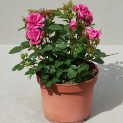 'Patio Hit Dafne' Patio Shrub Rose -Plant Specialty Store Dafne Hit PatioHit Poulpah103 N 3