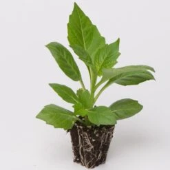 Dahlia Dalina Maxi 'Salinas' Jumbo Plug Plants -Plant Specialty Store Dahlia example a032a9cc cdb2 41ca 9f2a ecd5b64e8108