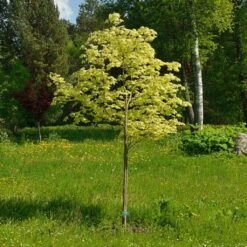 Variegated Norway Maple Tree | Acer Platanoides 'Drummondii' -Plant Specialty Store Drummondii 1