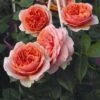 'Duchess Of Cornwall' Hybrid Tea Rose -Plant Specialty Store Duchess of Cornwall 1