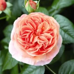 'Duchess Of Cornwall' Hybrid Tea Rose -Plant Specialty Store Duchess of Cornwall 3