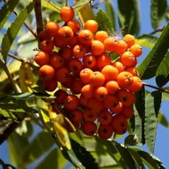 Scarlet Japanese Rowan Tree | Sorbus Commixta 'Embley' -Plant Specialty Store Embley 1