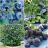 All Season Blueberry Plants Collection -Plant Specialty Store FRCOL3 1