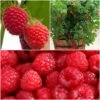 All Season Raspberry Plants Collection -Plant Specialty Store FRCOL4 1