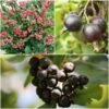 Unusual Berry Collection -Plant Specialty Store FRCOL5 1 900x 283a8f19 0739 4854 8af4 094a4fff1741