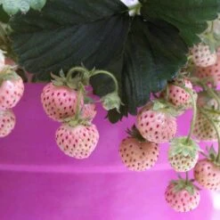 Pineberry Strawberry Plants 7 Pineberry Strawberry Plants -Plant Specialty Store FRU0004 3