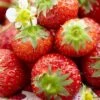 Honeoye Strawberry Plants -Plant Specialty Store FRU0008 1