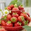 Florence Strawberry Plants 1 Florence Strawberry Plants -Plant Specialty Store FRU0012 1