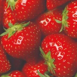 All Season Strawberry Plants Collection -Plant Specialty Store FRU0016 3 822048f3 9816 49ae 9867 d1f856148d23