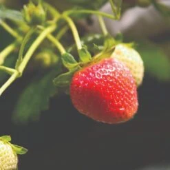 Cambridge Favourite Strawberry Plants -Plant Specialty Store FRU0018 1