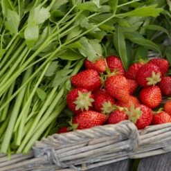 Plant Specialty Store -Plant Specialty Store FRU0018 2