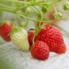 Cambridge Favourite Strawberry Plants -Plant Specialty Store FRU0018 3