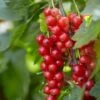 'Red Lake' Redcurrant Bush -Plant Specialty Store FRU0025 1 4c2cf5a3 c0bd 40ae 80d2 2cf2913e0c4d