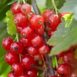 Rovada Redcurrant Bush -Plant Specialty Store FRU0025 2 fcf0b414 1360 4765 aad8 3823701dffd3