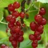 Rovada Redcurrant Bush 1 Rovada Redcurrant Bush -Plant Specialty Store FRU0025 4