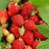Tulameen Raspberry Plants -Plant Specialty Store FRU0027 2