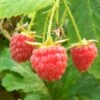 Polka Raspberry Plants -Plant Specialty Store FRU0029 2