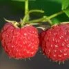Malling Leo Raspberry Plants -Plant Specialty Store FRU0030 1