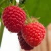 Malling Admiral Raspberry Plants -Plant Specialty Store FRU0032 1