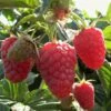 Joan J Raspberry Plants -Plant Specialty Store FRU0034 2