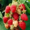 Glen Prosen Raspberry Plants -Plant Specialty Store FRU0036 2