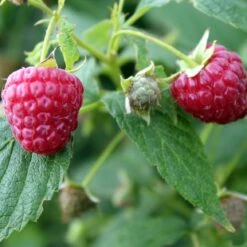 Award Winning Raspberry Canes | Growers' Choice -Plant Specialty Store FRU0039 1 493da097 e491 462e 81ee 19f087484cc0
