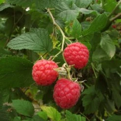 Autumn Bliss Raspberry Plants -Plant Specialty Store FRU0041 3