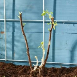 Autumn Bliss Raspberry Plants -Plant Specialty Store FRU0041 4