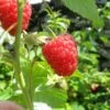 Autumn Bliss Raspberry Plants -Plant Specialty Store FRU0041 5