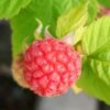 Glen Ample Raspberry Plants 2 Glen Ample Raspberry Plants -Plant Specialty Store FRU0042 4