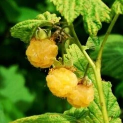 All Gold Raspberry Plants -Plant Specialty Store FRU0044 2 540x 8d3cb59b 8326 4192 996d 35f1b0521248