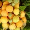 All Gold Raspberry Plants 2 All Gold Raspberry Plants -Plant Specialty Store FRU0044 3