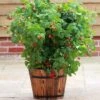 'Yummy' Patio Raspberry Plant 2 'Yummy' Patio Raspberry Plant -Plant Specialty Store FRU0045 1 d7b103e7 ece9 4754 aafa 76fbf2e78612