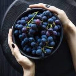 'Vanessa' Seedless Outdoor Grape Vine -Plant Specialty Store FRU0063 2